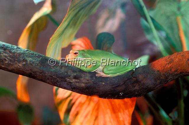 rainette.JPG - Rainette de WhiteGreen Tree FrogLitoria caeruleaThe Rainforest Habitat Wildlife SanctuaryPort DouglasQueenslandAustralie