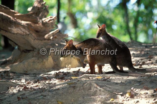 wallaby.JPG - WallabyMarsupialia, MacropodidaeThe Rainforest Habitat Wildlife SanctuaryPort DouglasQueenslandAustralie